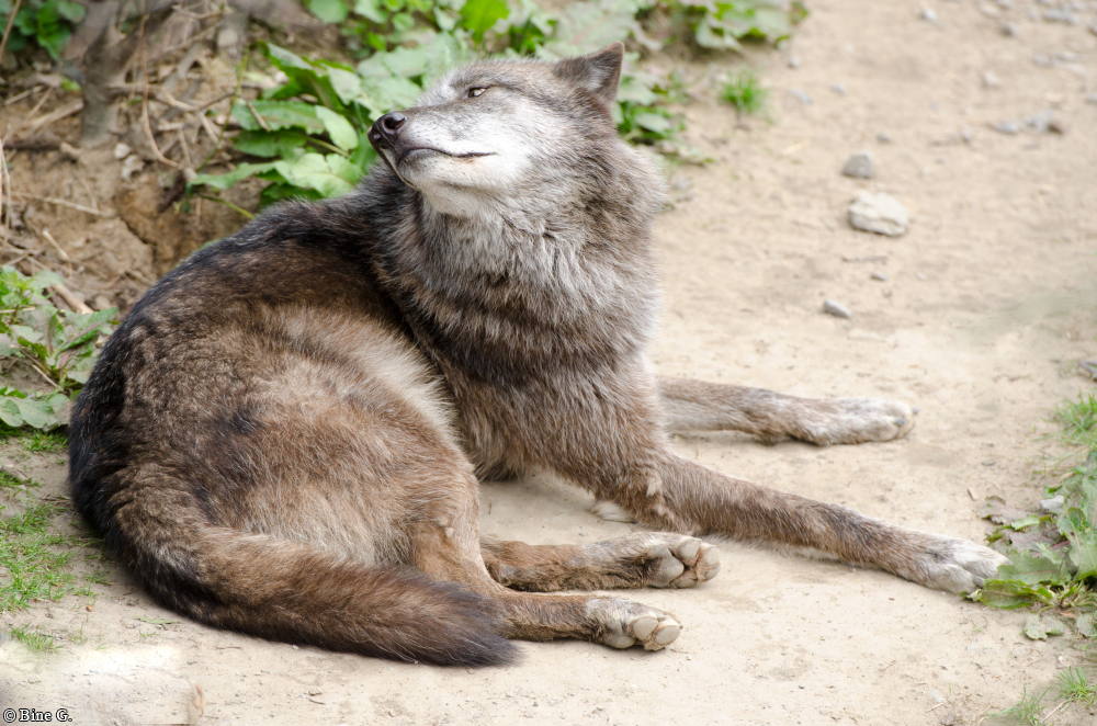 Hannover1310BineG_Jack-26