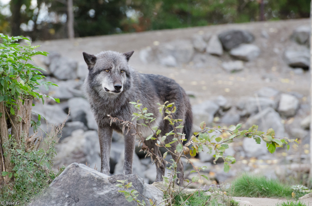 Hannover1310BineG_Jack-27