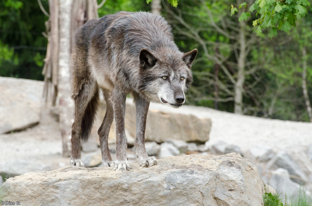 Hannover1310BineG_Scarface-28