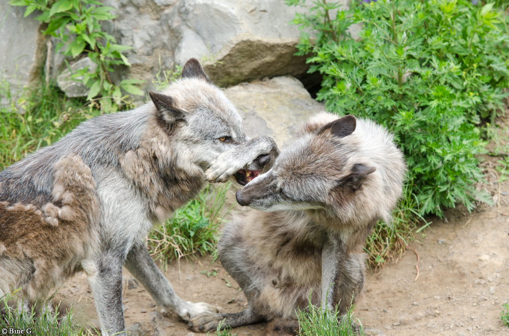 Hannover1410BineG_All-08