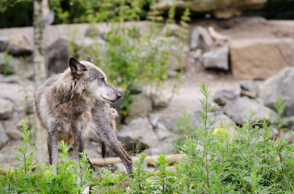 Hannover1410BineG_Bernie-11