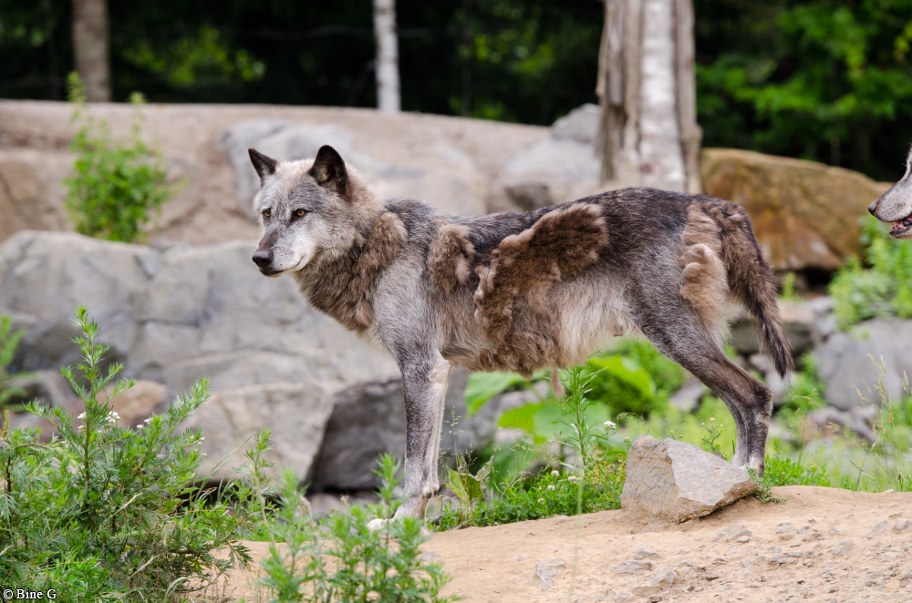 Hannover1410BineG_Bernie-13