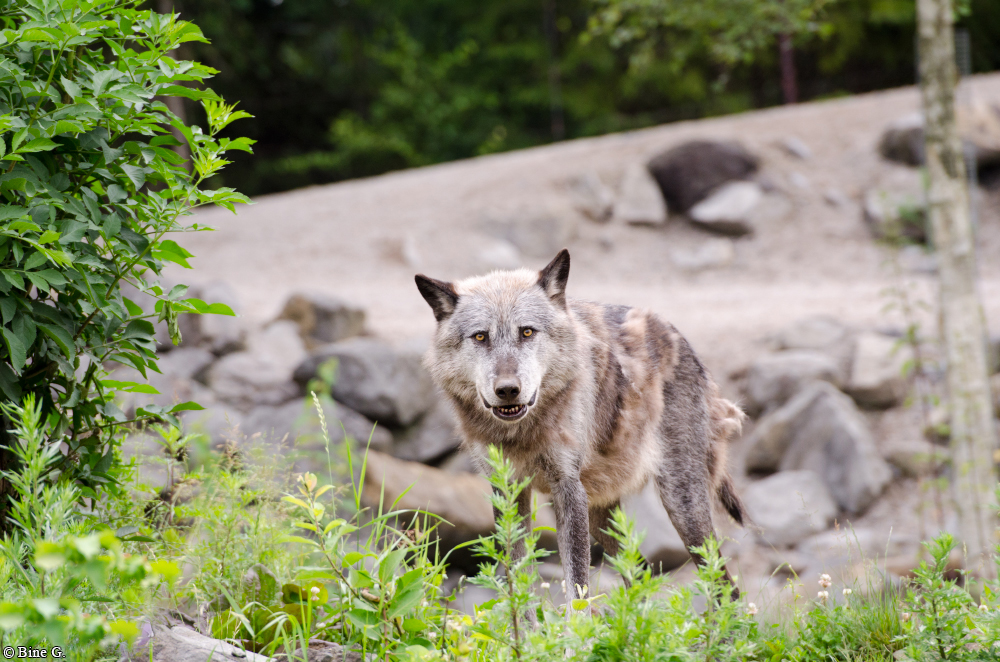 Hannover1410BineG_Bernie-15