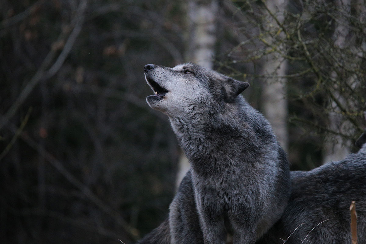 Hannover1612LinaT_Wolf-011