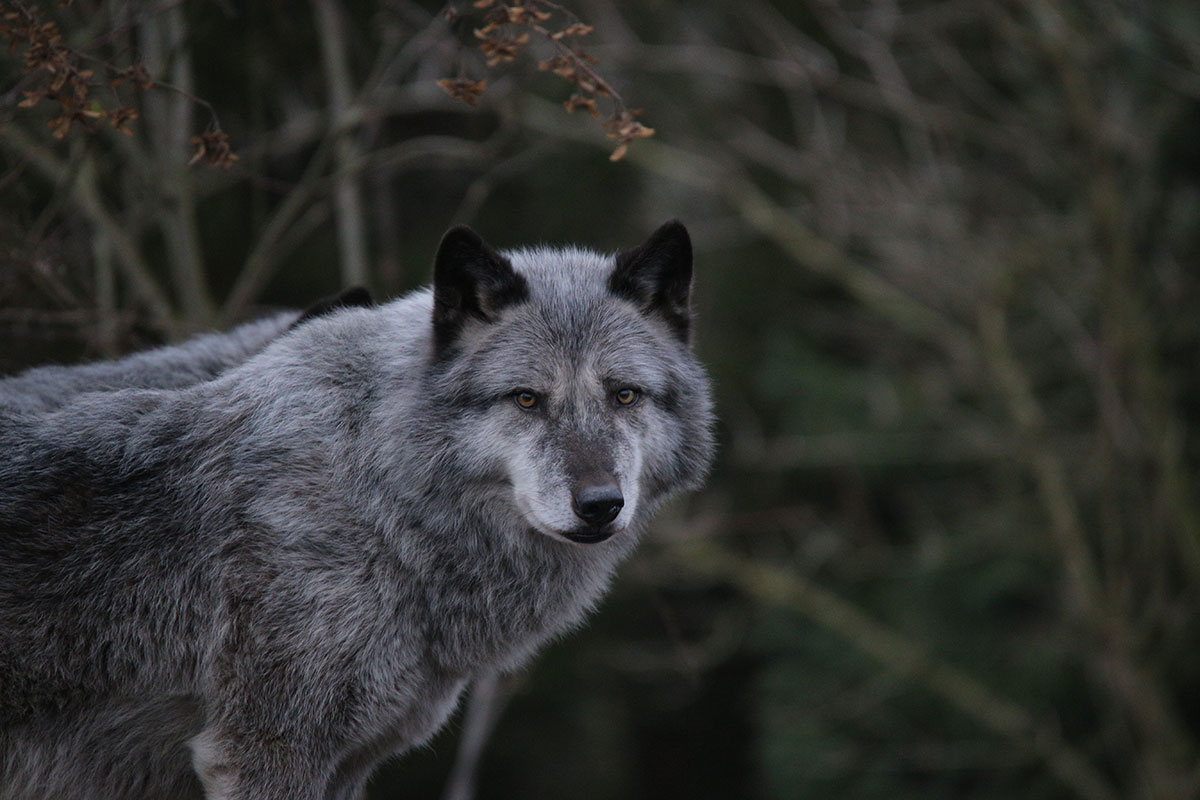 Hannover1612LinaT_Wolf-040