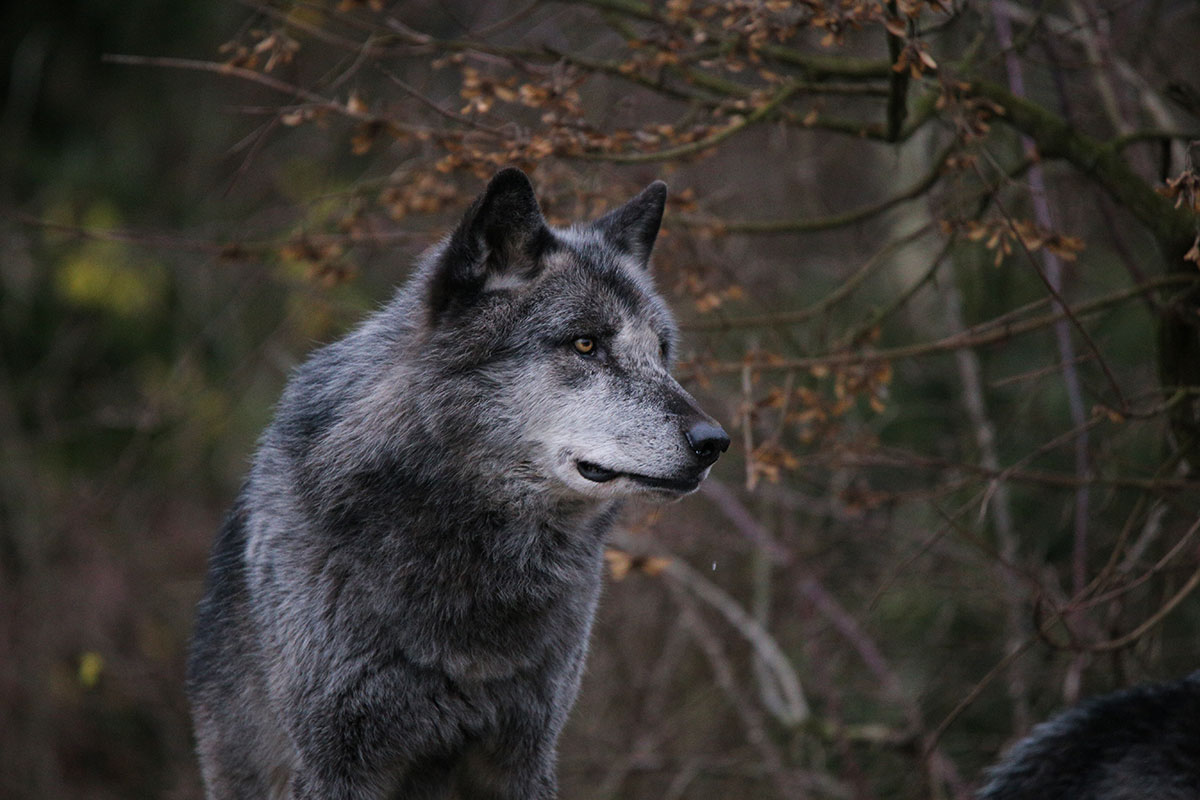 Hannover1612LinaT_Wolf-043