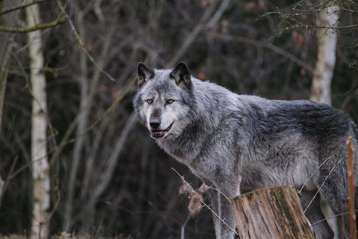 Hannover1612LinaT_Wolf-073