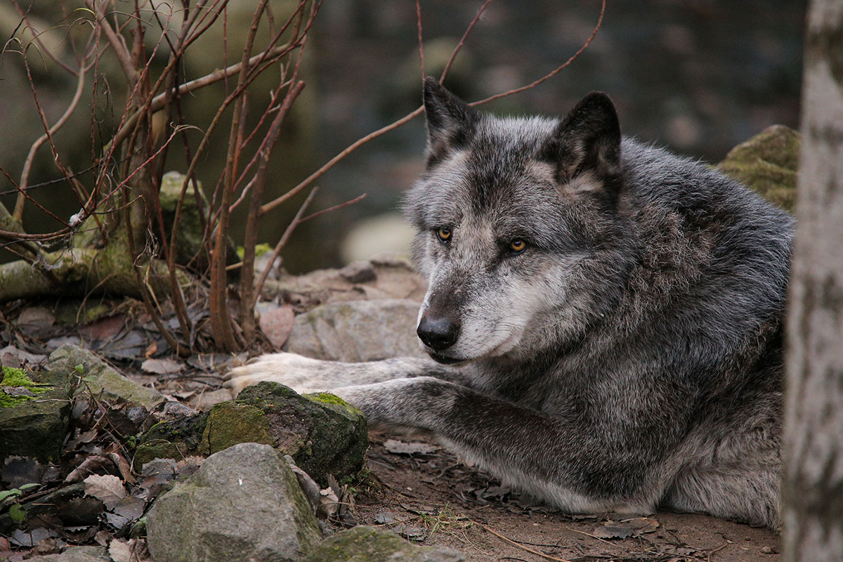 Hannover1612LinaT_Wolf-089