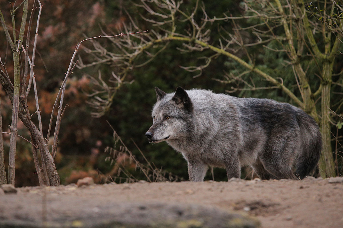 Hannover1612LinaT_Wolf-107