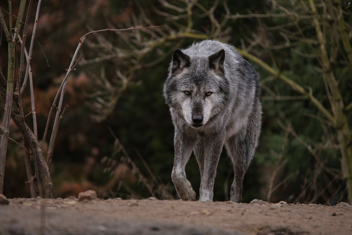 Hannover1612LinaT_Wolf-109