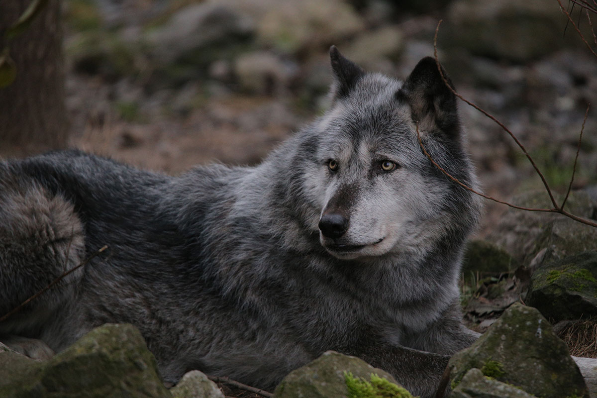 Hannover1612LinaT_Wolf-165