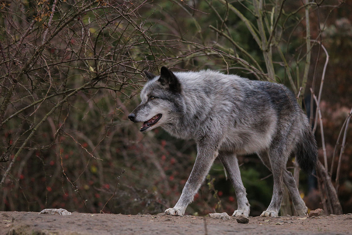 Hannover1612LinaT_Wolf-182