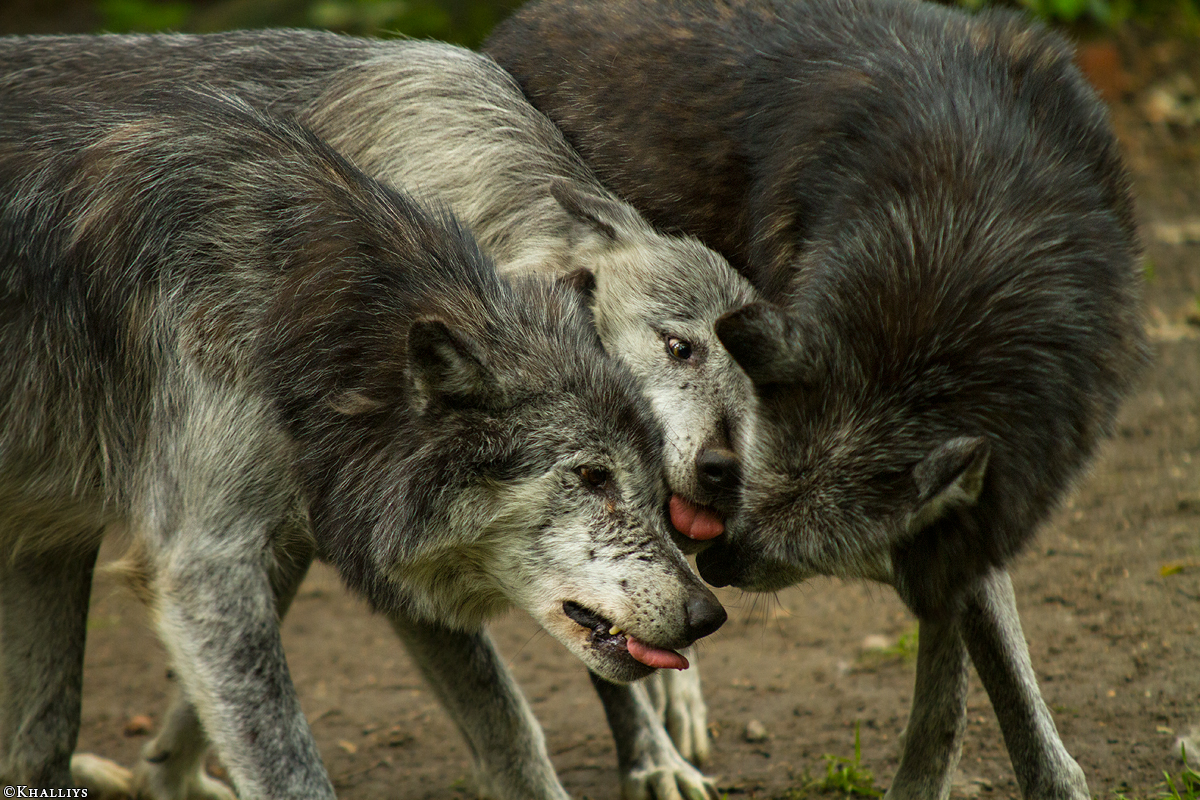 Gelsenkirchen1405Kati_All-01