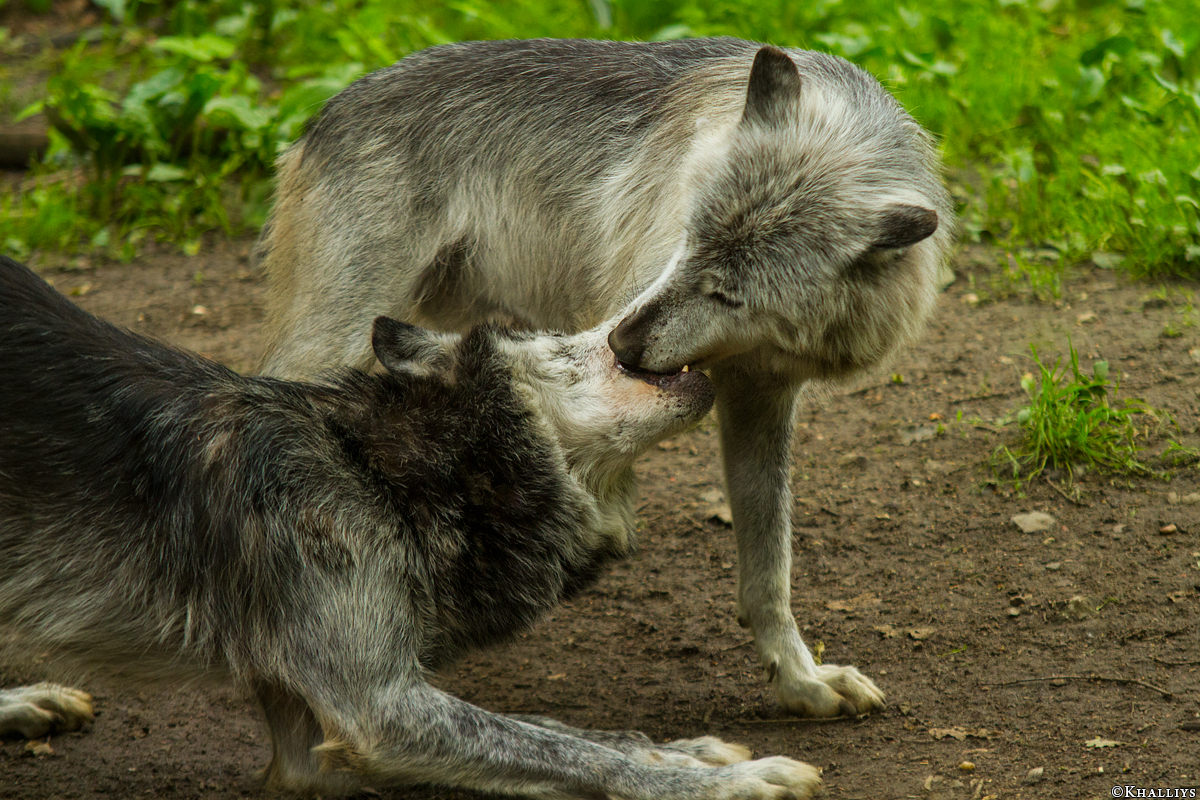 Gelsenkirchen1405Kati_All-04