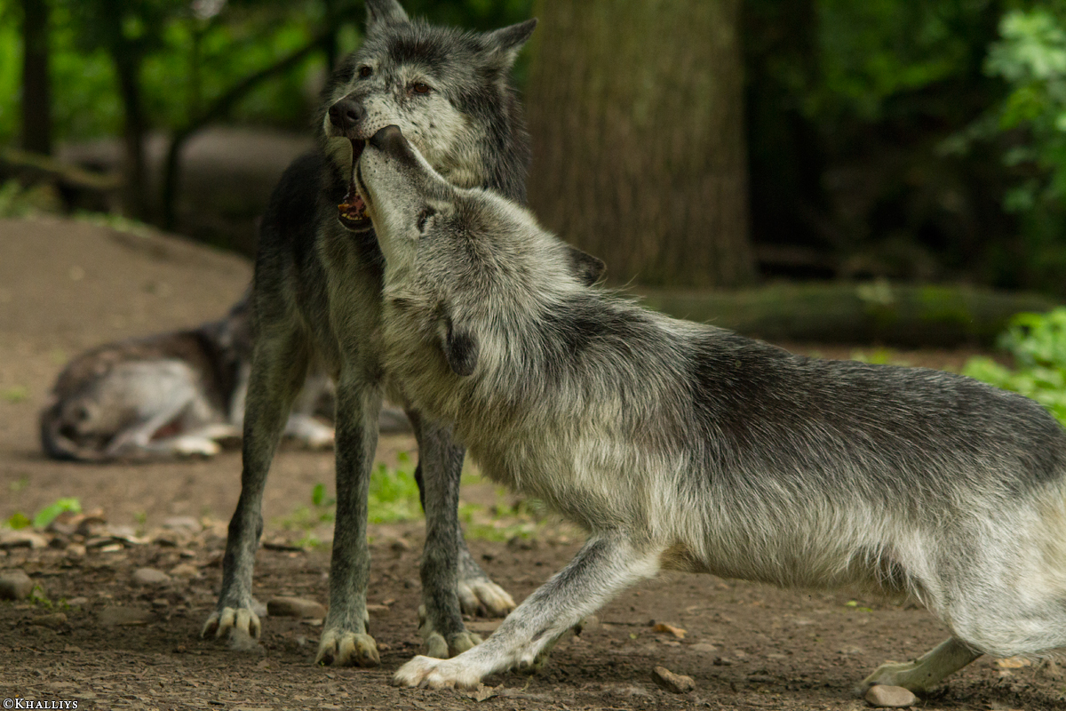 Gelsenkirchen1405Kati_All-11