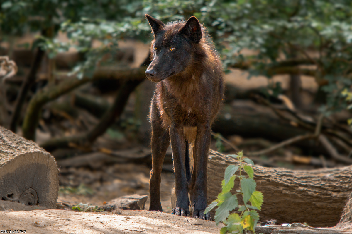 Gelsenkirchen1505Kati_Devaki-16