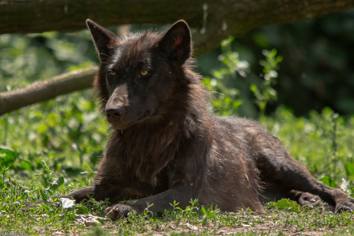 Gelsenkirchen1505Kati_Devaki-10