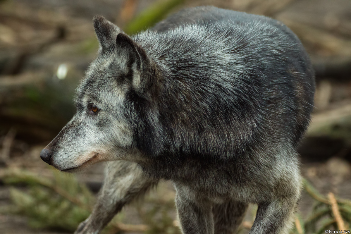 Gelsenkirchen1601Kati_Cheyenne-07