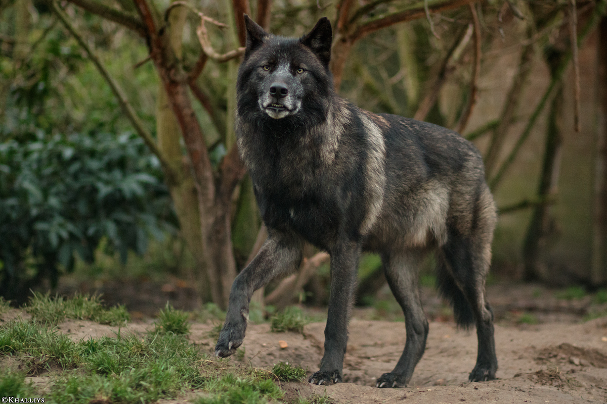 JosdeBruin1511Kati_Timber-01