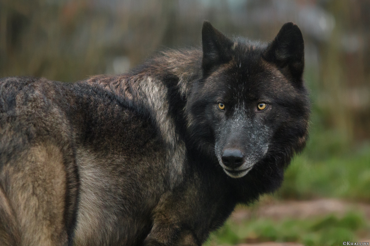 JosdeBruin1511Kati_Timber-16