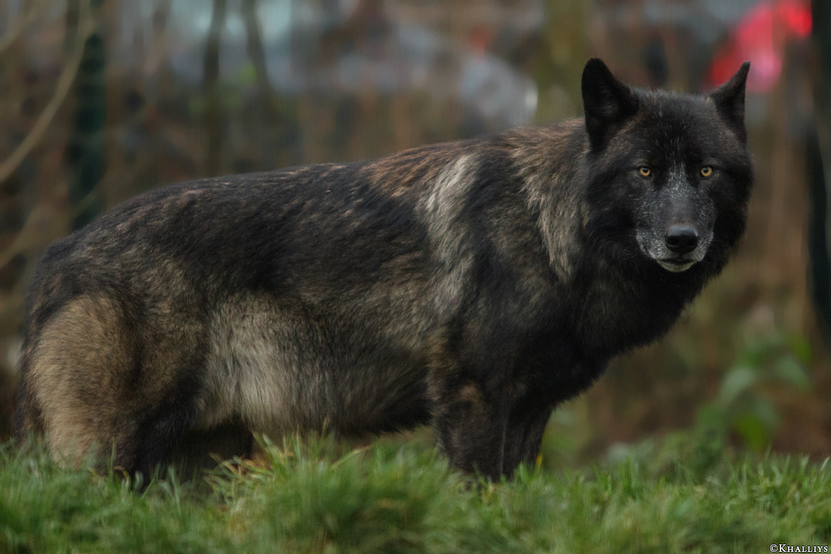 JosdeBruin1511Kati_Timber-17