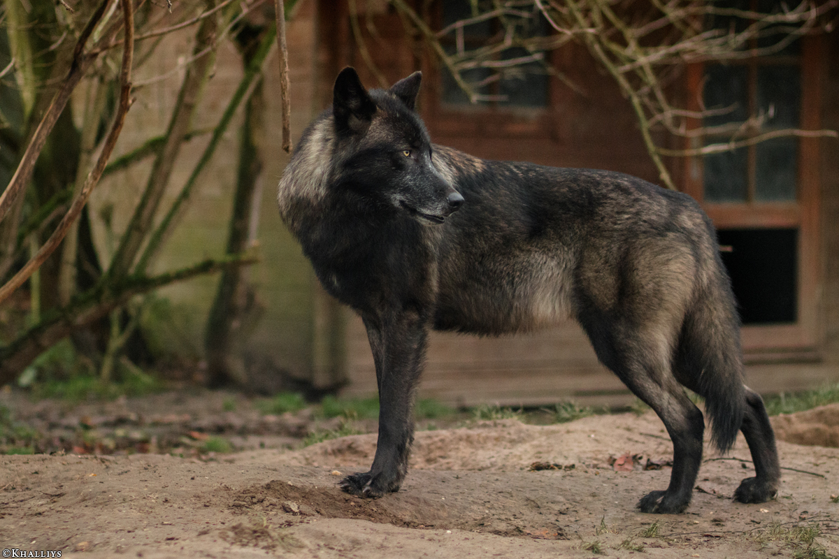 JosdeBruin1511Kati_Timber-20