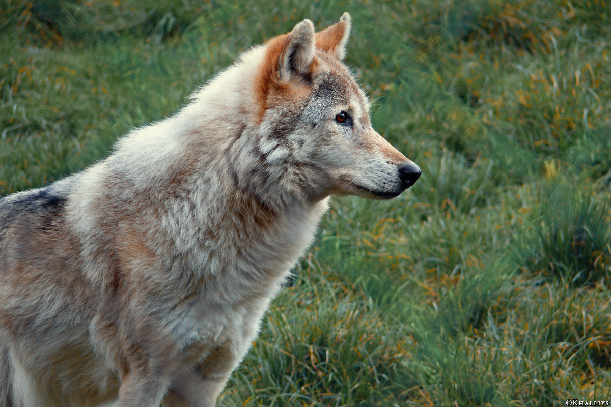 Kalletal0810Kati_Fem-03