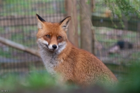 Wildpark Eekholt