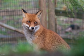 Red foxes