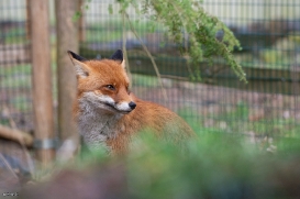 Red foxes