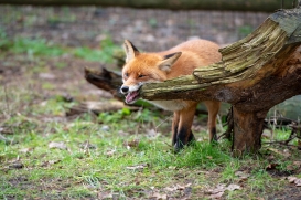 Wildpark Eekholt