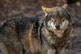 Allwetterzoo Münster