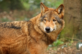 Biotop Wildpark Anholter Schweiz