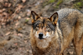 Olderdissen1202Kati_Laika-17