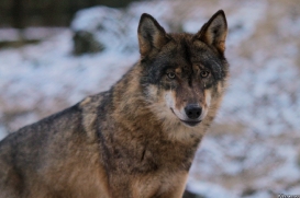 Olderdissen1202Kati_Laika-14