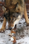 Olderdissen1202Kati_Laika-24