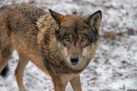 Olderdissen1202Kati_Laika-25