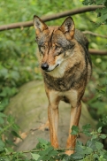 Olderdissen1207Kati_Laika-23