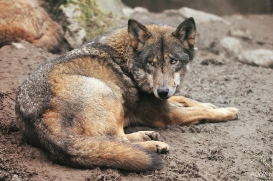 Sas_Olderdissen1203_Laika-01