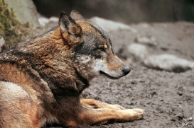 Sas_Olderdissen1203_Laika-02