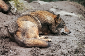 Sas_Olderdissen1203_Laika-03