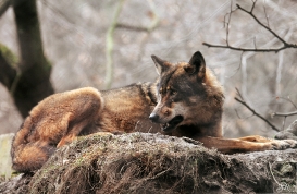 Sas_Olderdissen1203_Laika-04