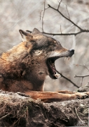 Sas_Olderdissen1203_Laika-05
