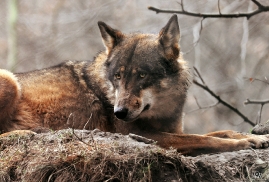 Sas_Olderdissen1203_Laika-07