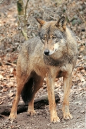 Sas_Olderdissen1203_Laika-09