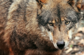 Sas_Olderdissen1203_Laika-10