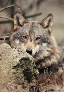 Sas_Olderdissen1203_Luna-02