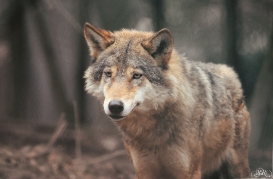 Sas_Olderdissen1203_Ronja-01