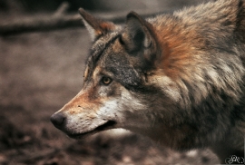 Sas_Olderdissen1203_Ronja-02