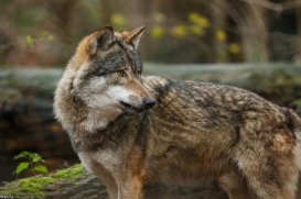 Eurasian Wolves
